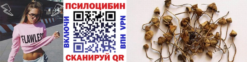 купить   Ивангород  Псилоцибиновые грибы Psilocybine cubensis 